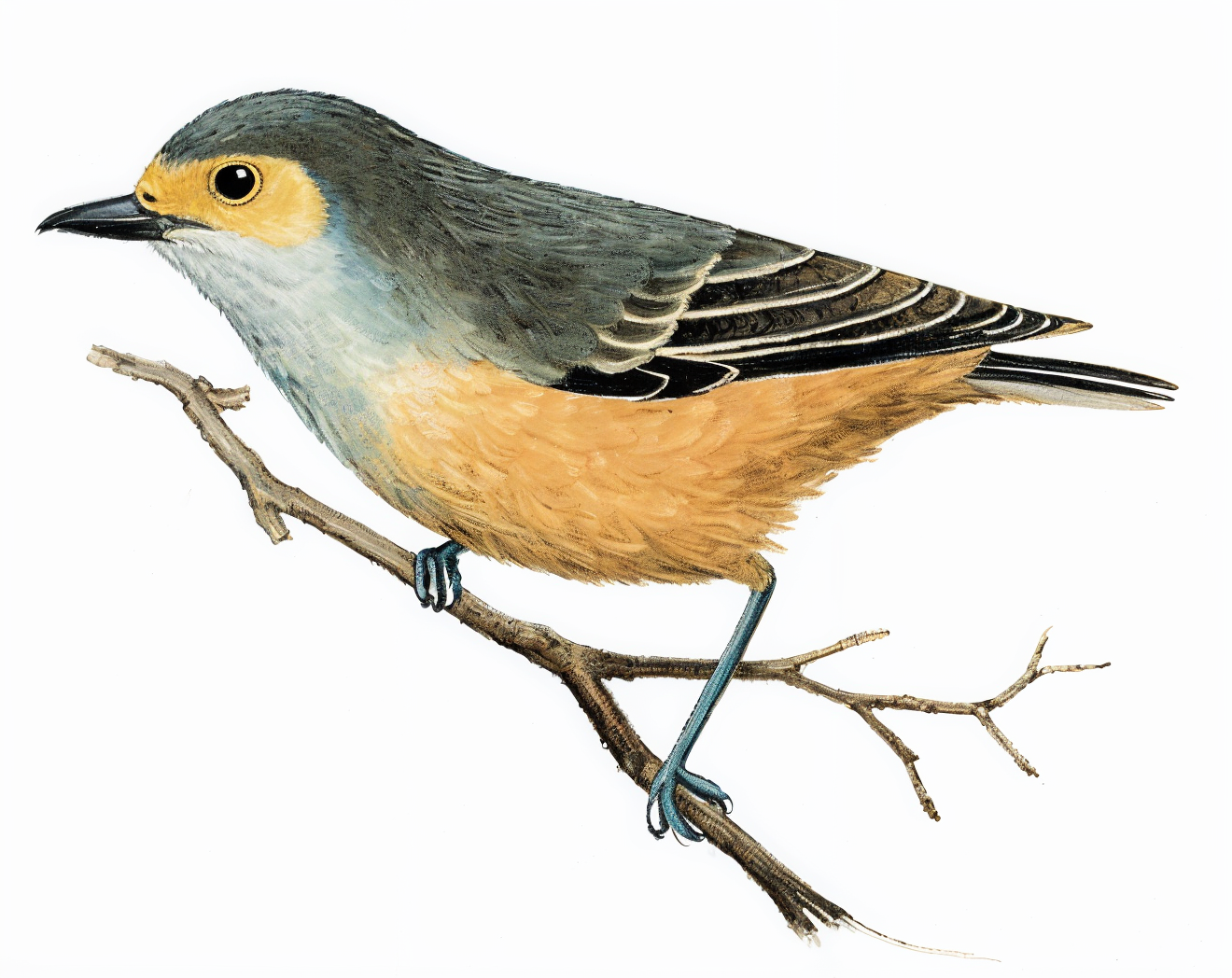 Grey Penduline Tit AI