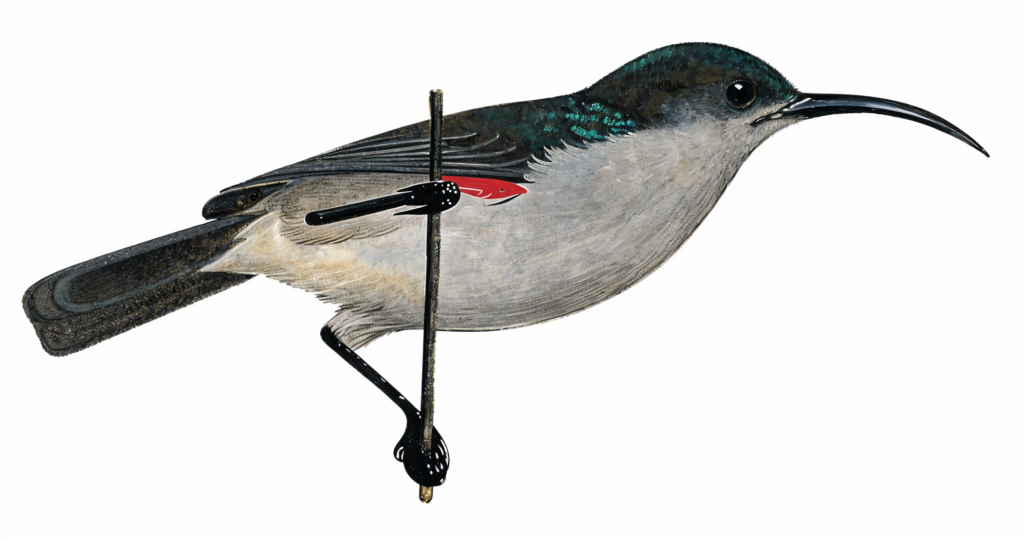 Grey Sunbird AI