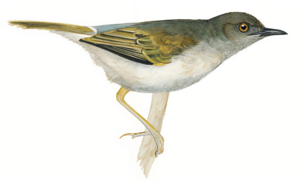 Grey backed Camaroptera AI