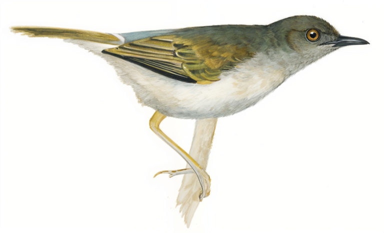Grey backed Camaroptera AI
