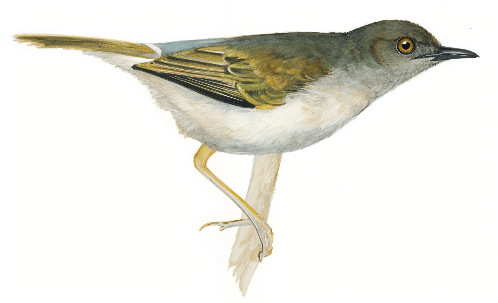 Grey backed Camaroptera AI