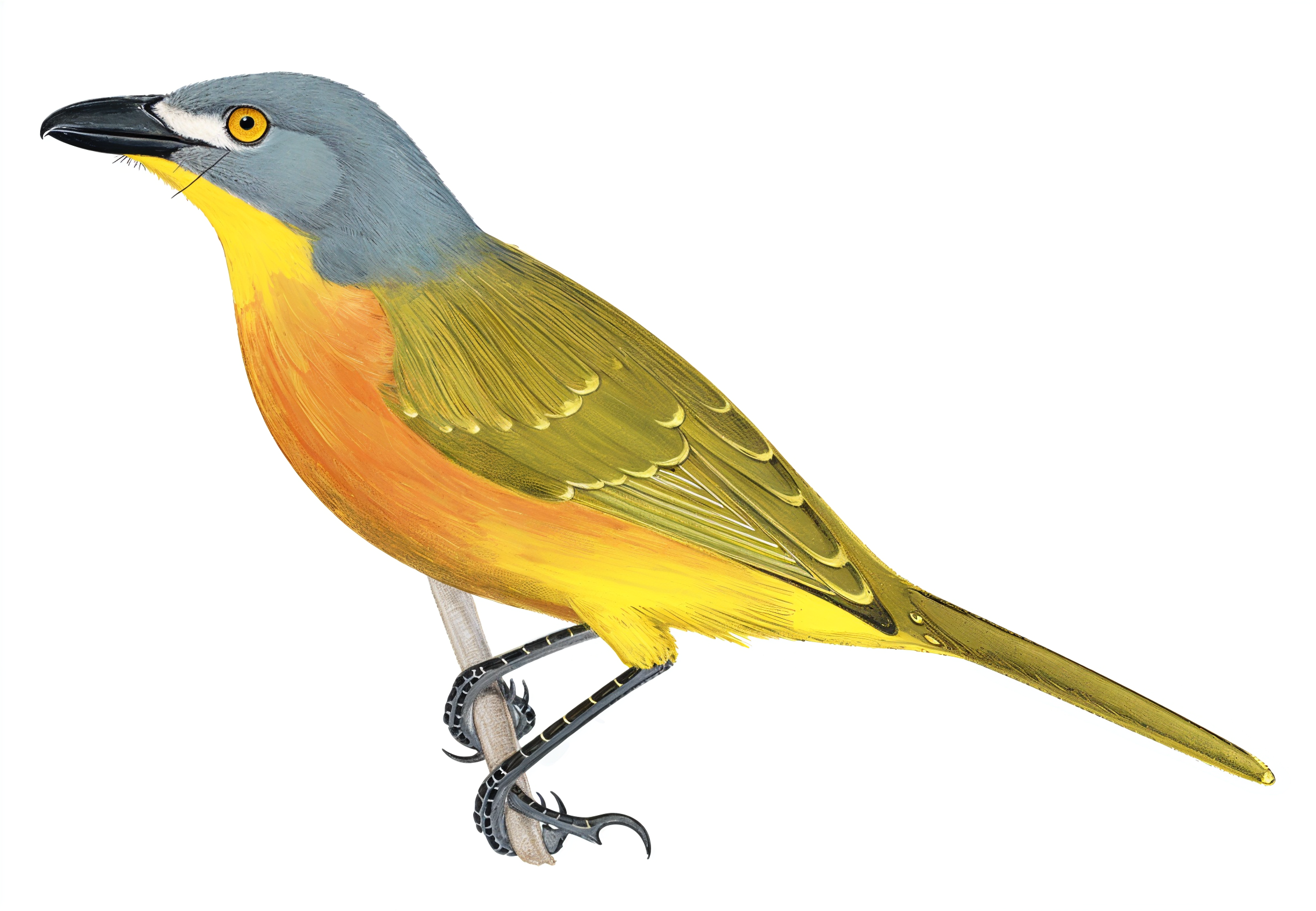 Grey headed Bushshrike AI