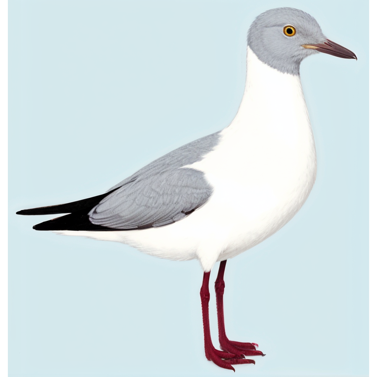 Grey-headed Gull