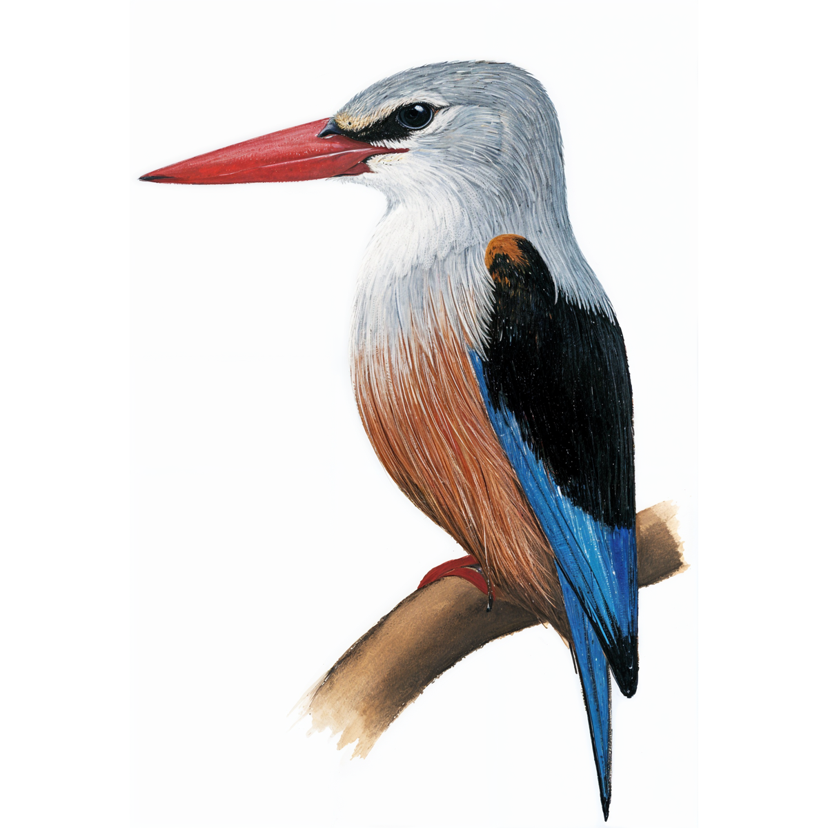 Grey-headed Kingfisher