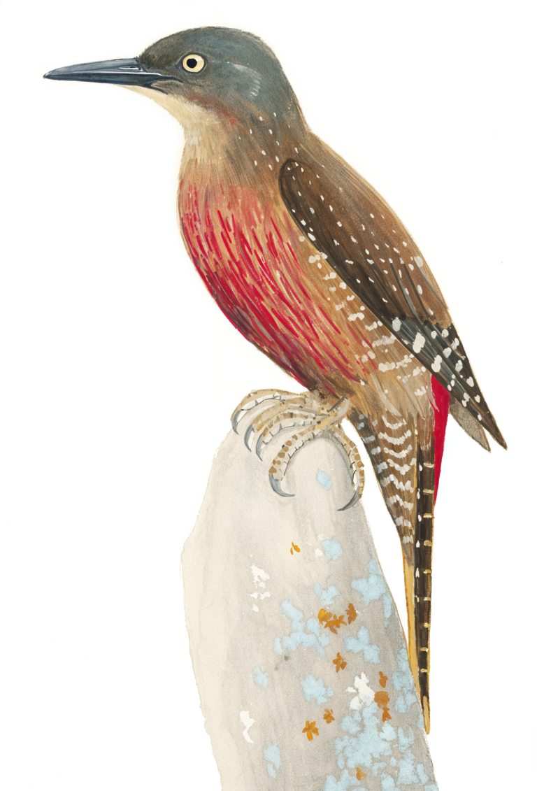 Ground Woodpecker AI