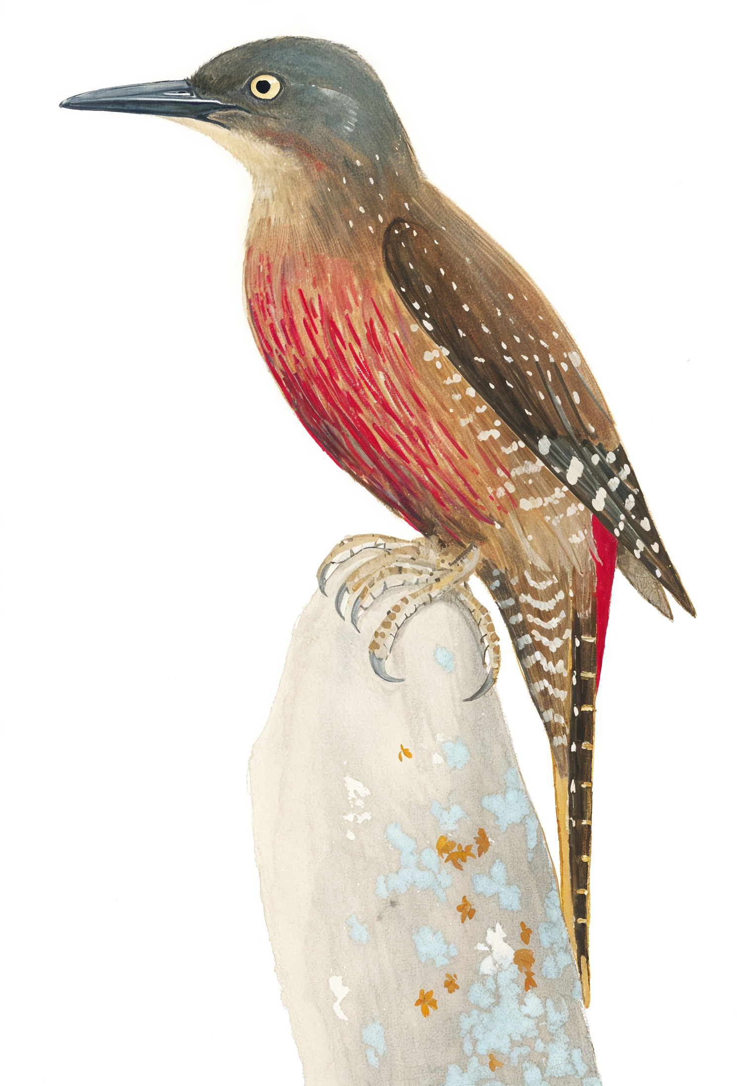 Ground Woodpecker AI