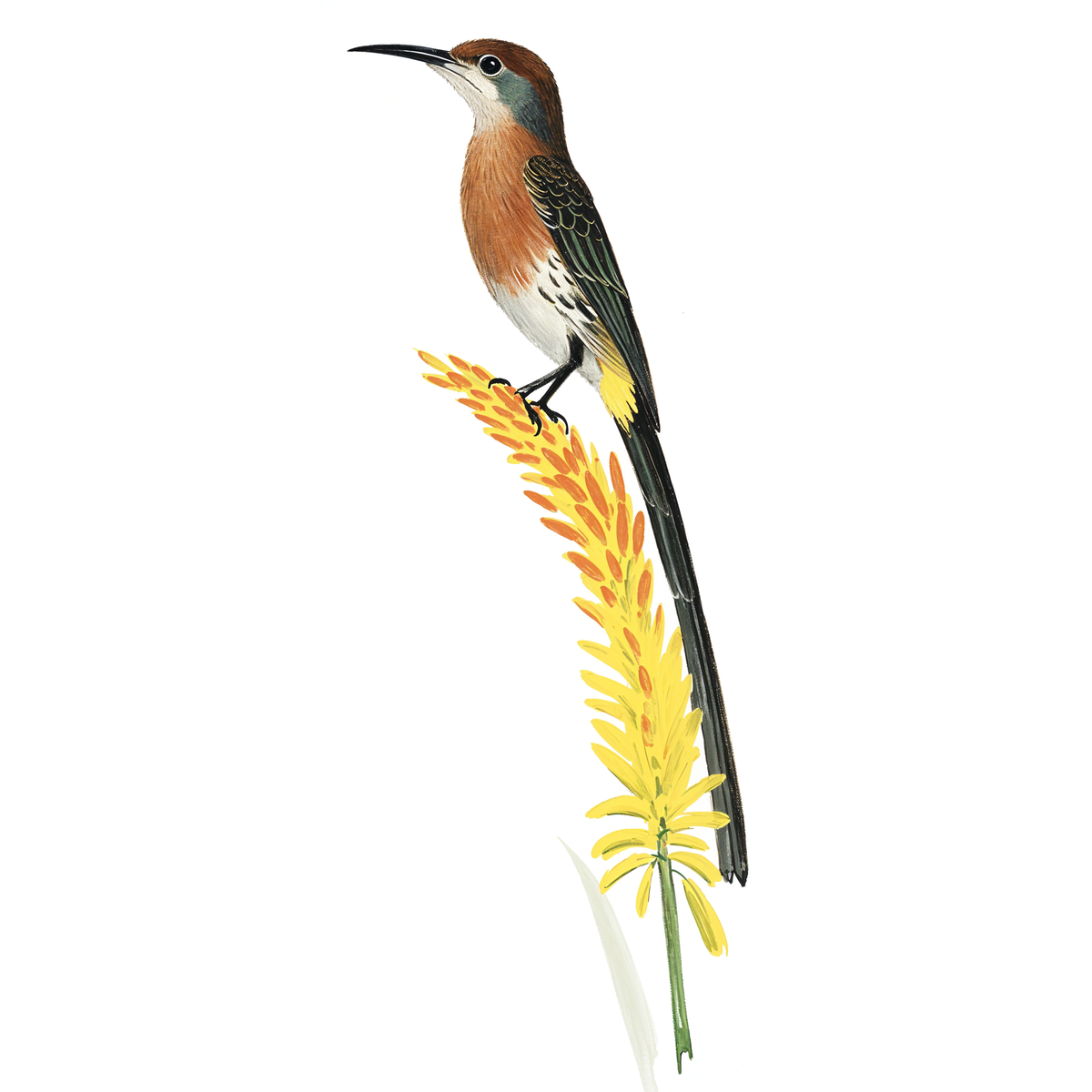 Gurneys Sugarbird