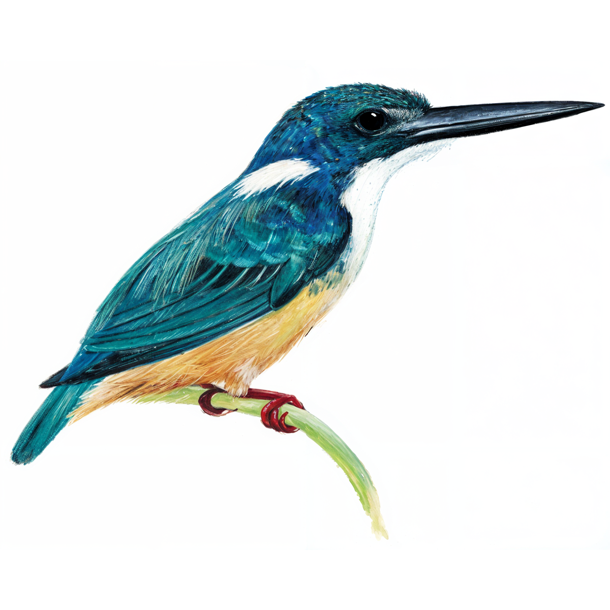 Half-collard Kingfisher