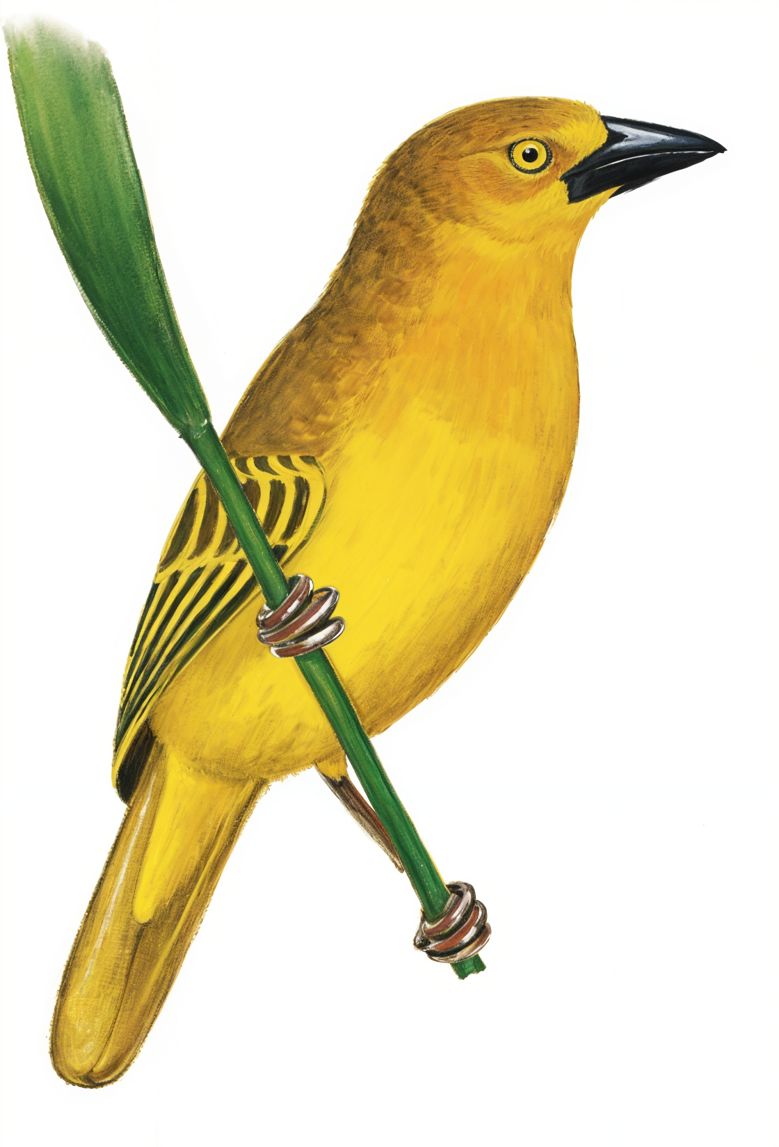 Holub s Golden Weaver AI