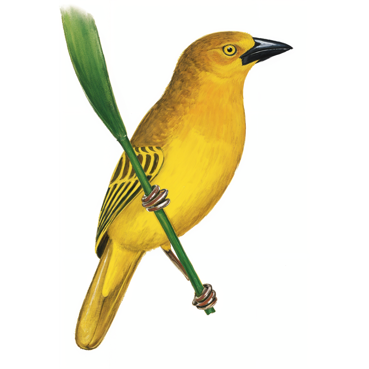 Holub's Golden Weaver