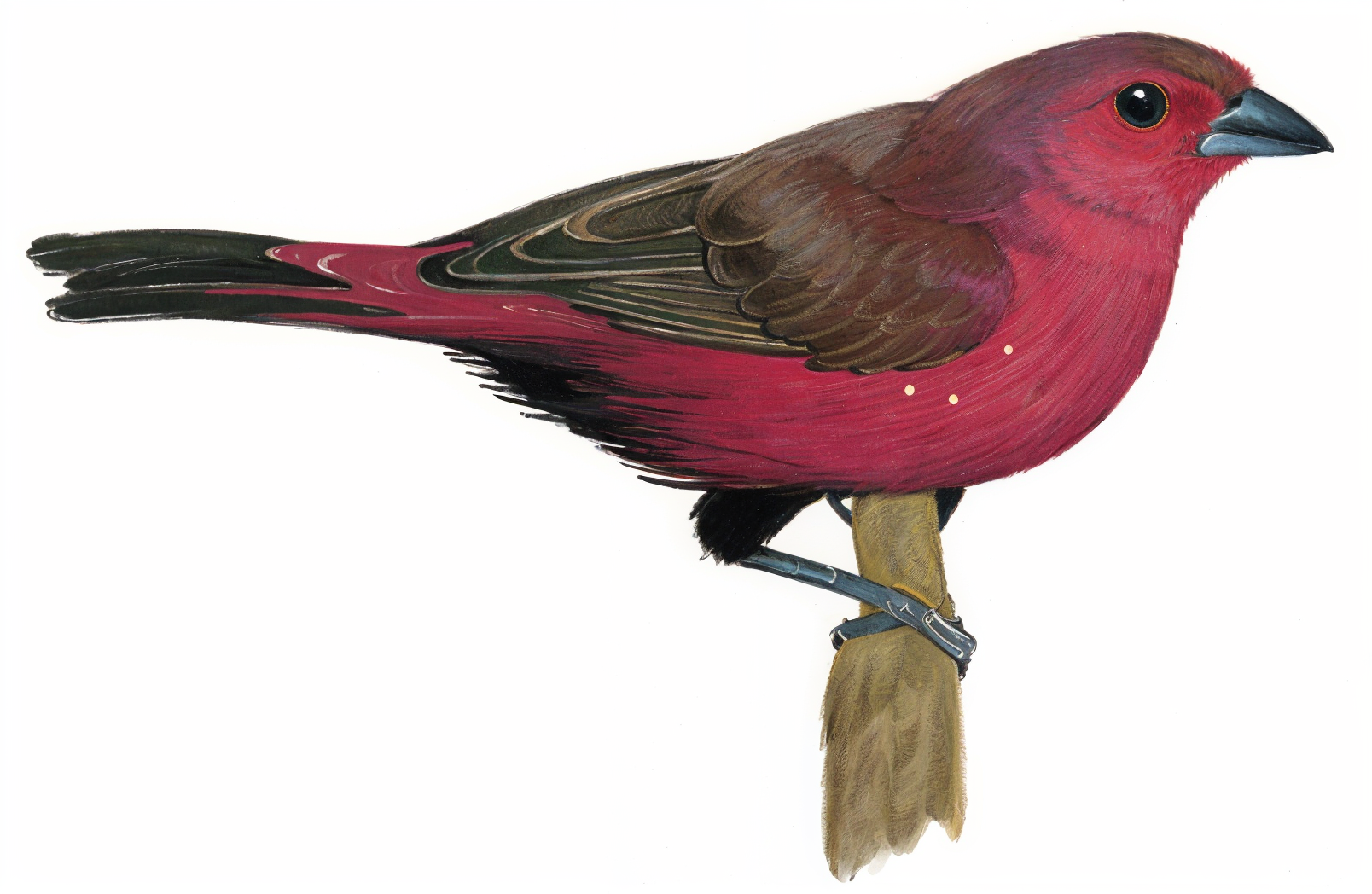 Jameson s Firefinch AI