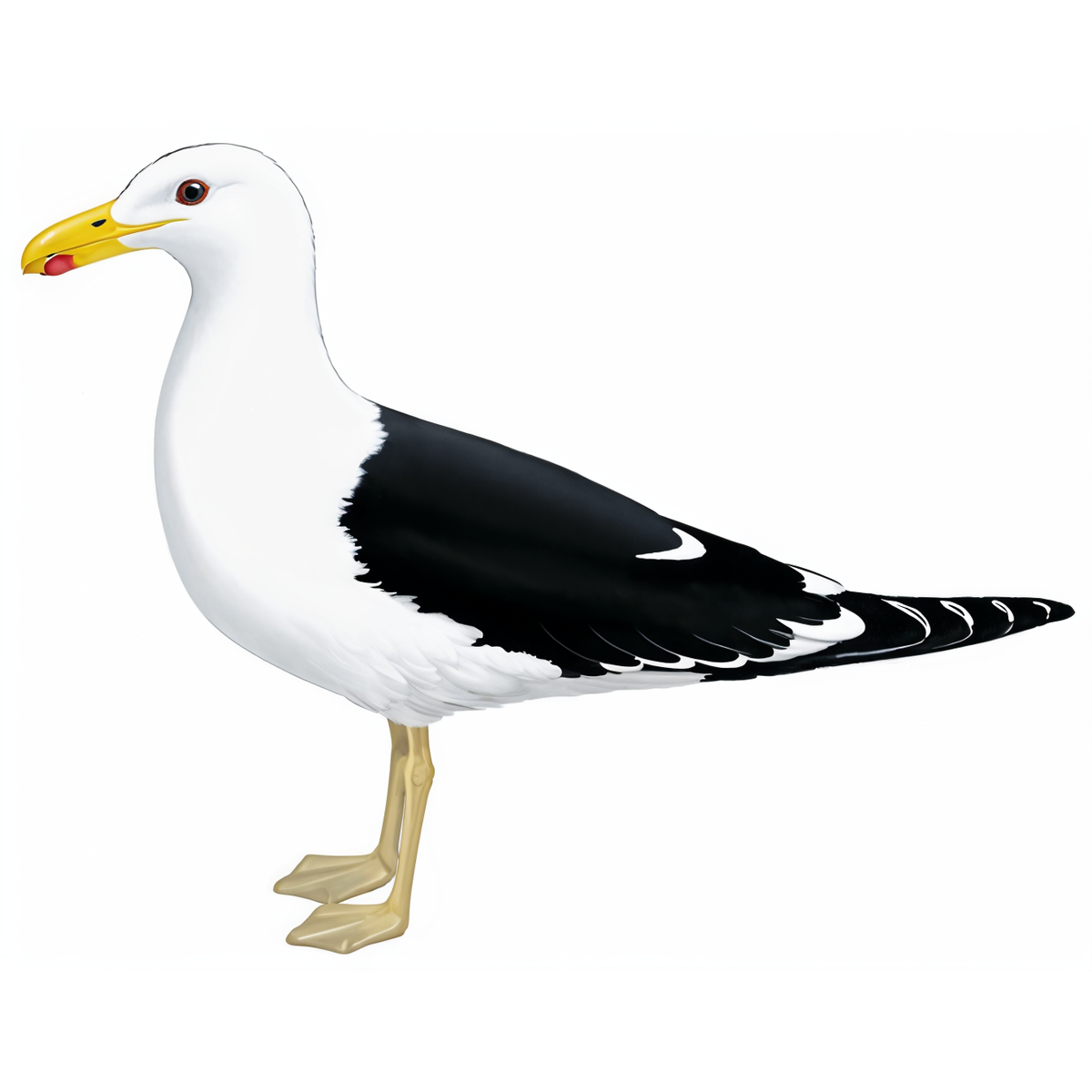 Kelp Gull