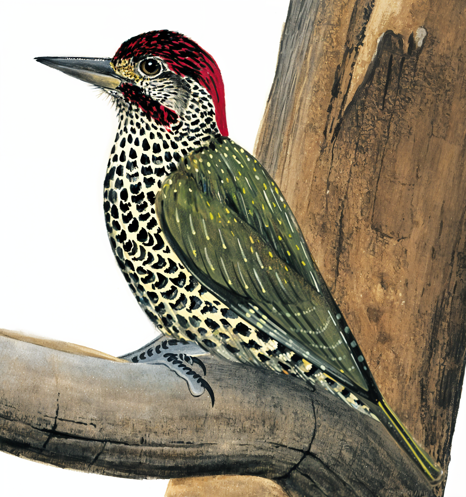 Knysna Woodpecker AI