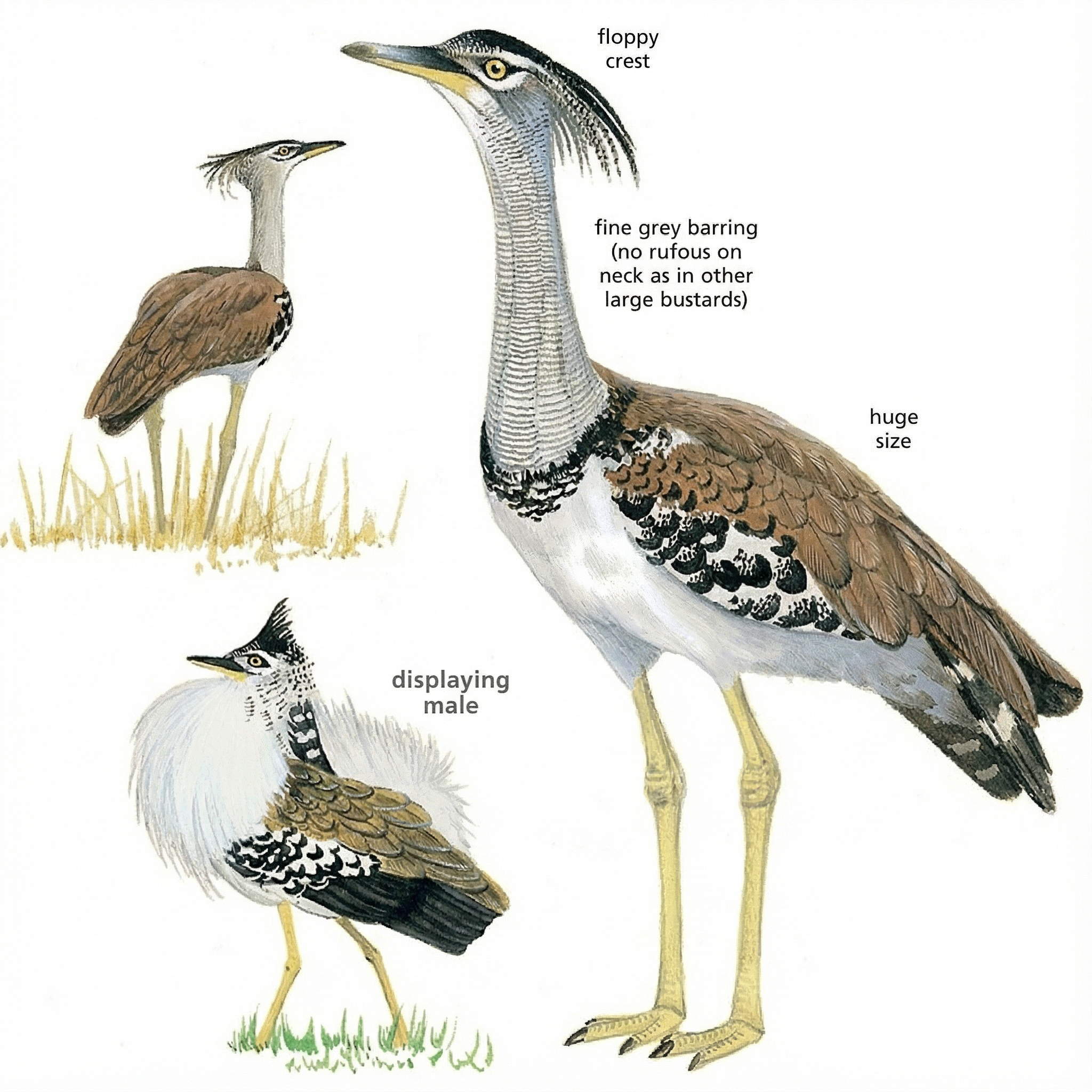 Kori Bustard Newman's Birds