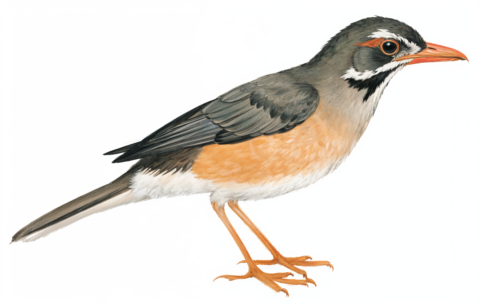 Kurichane Thrush AI