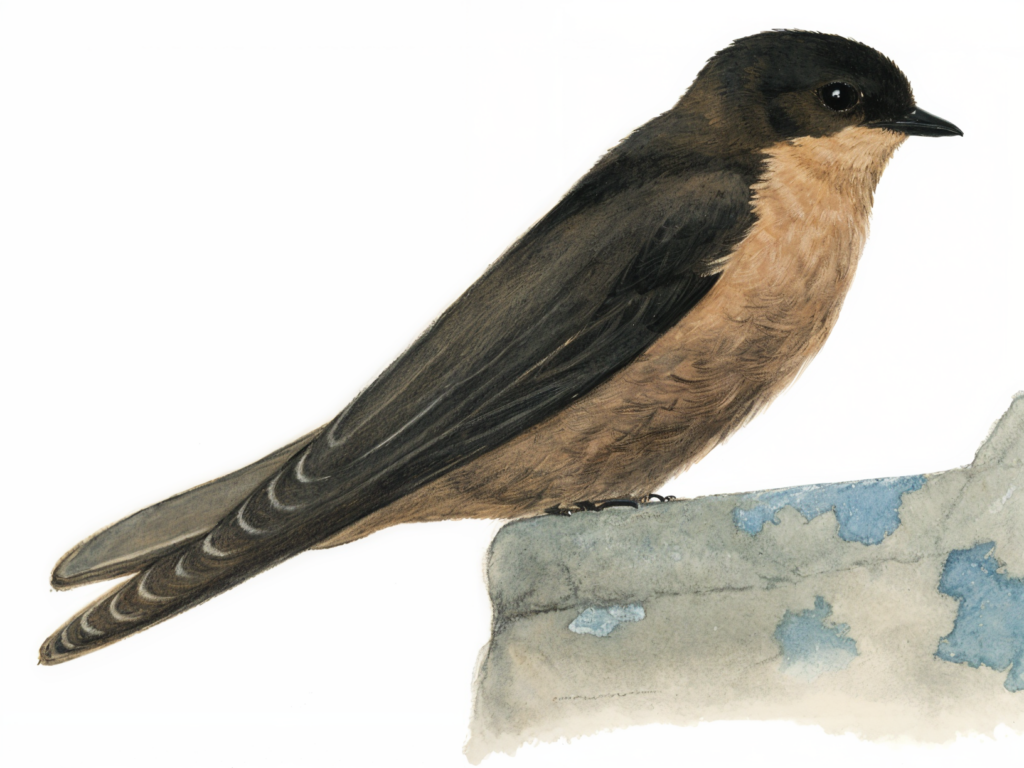 Large Rock Martin Newman's Birds