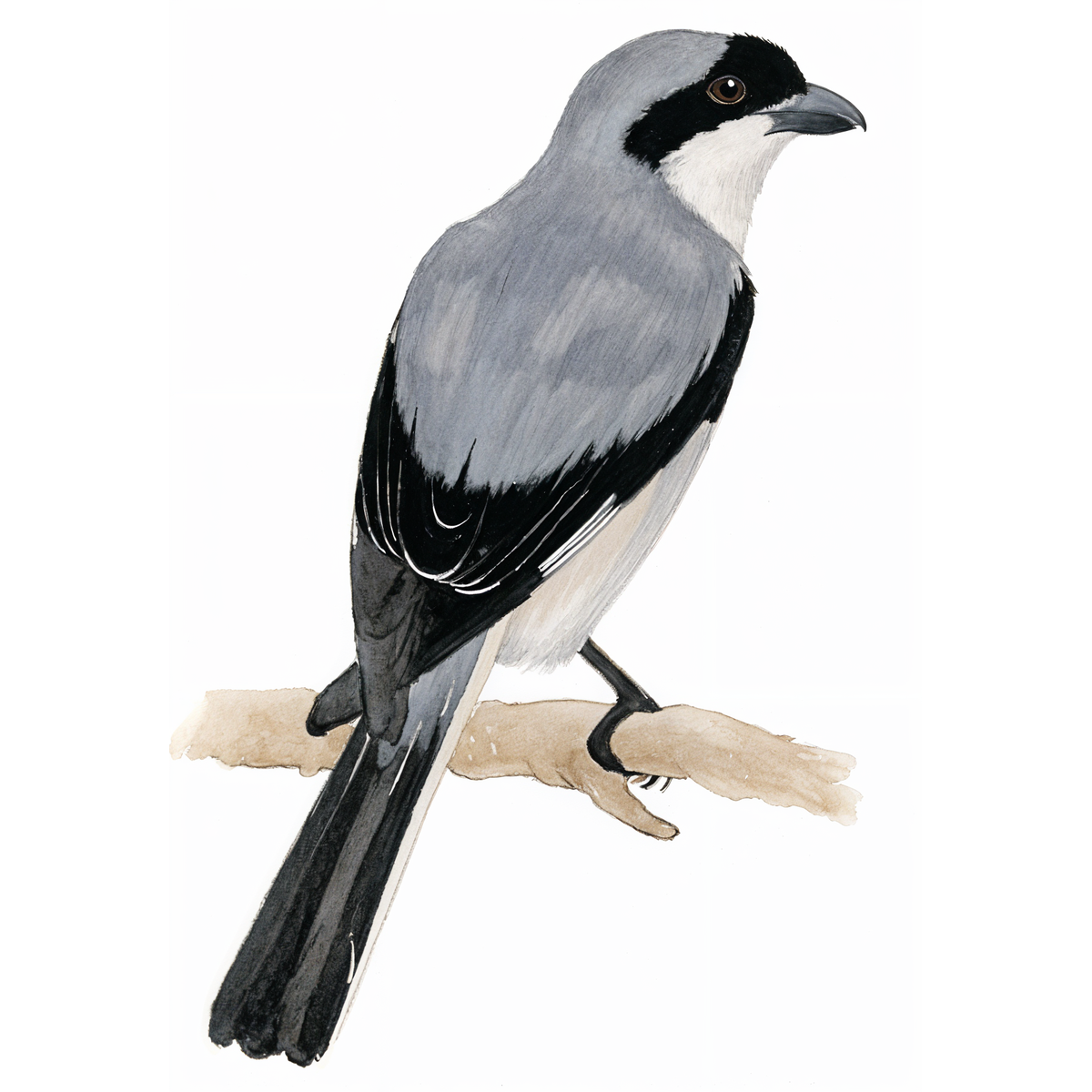 Lesser Grey Shrike