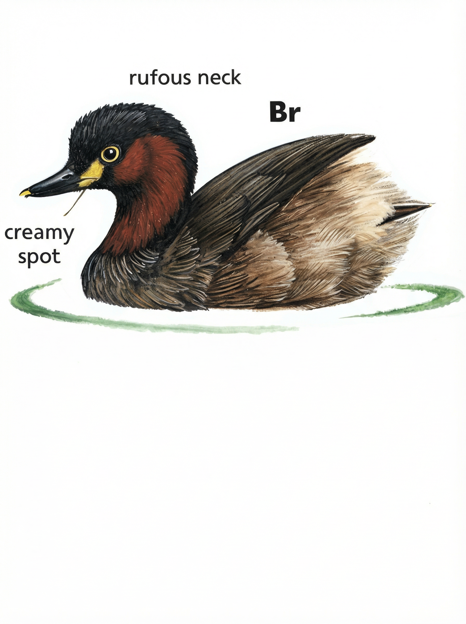 Little Grebe AG