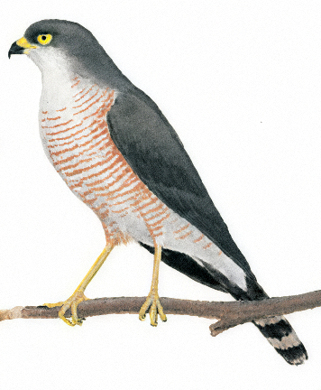 Little Sparrowhawk AI