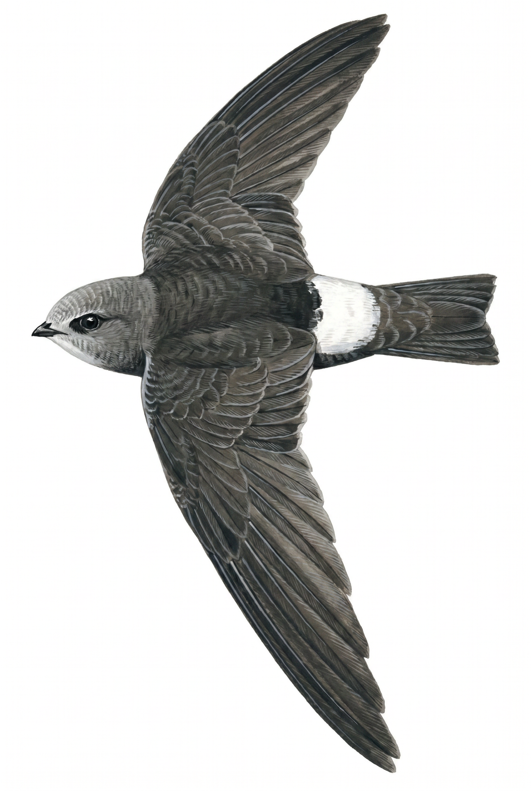 Little Swift flight