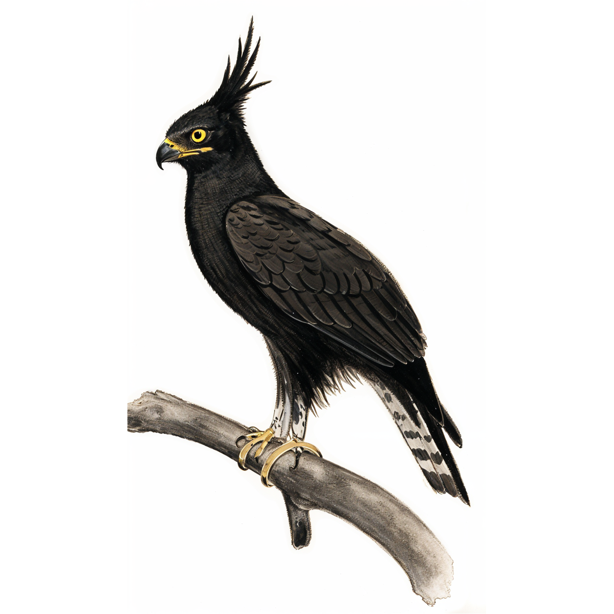 Long-crested Eagle