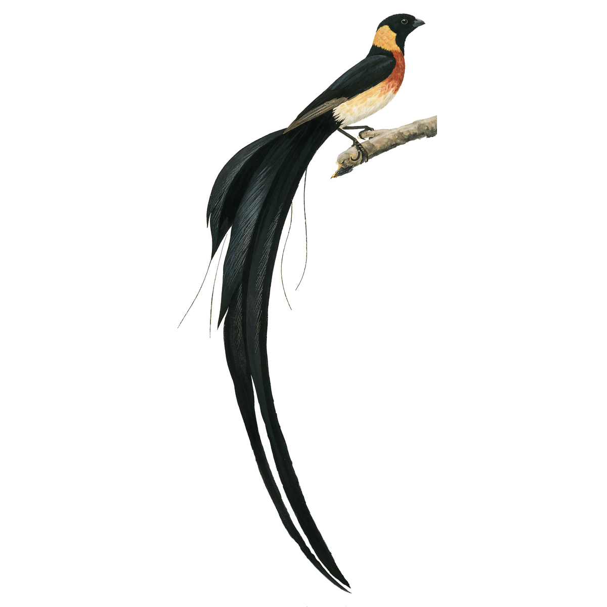 Long-tailed PAradies-Whydah