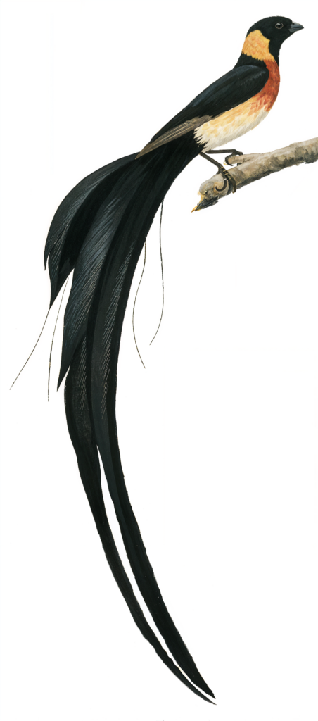 Long tailed PAradies Whydah AI