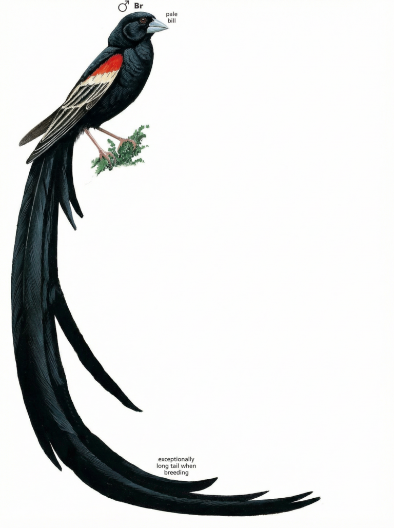 Long tailed Widwobird M Br