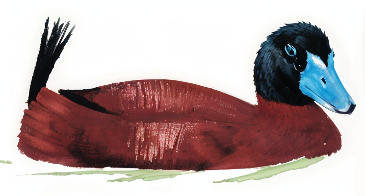 Maccoa Duck AI