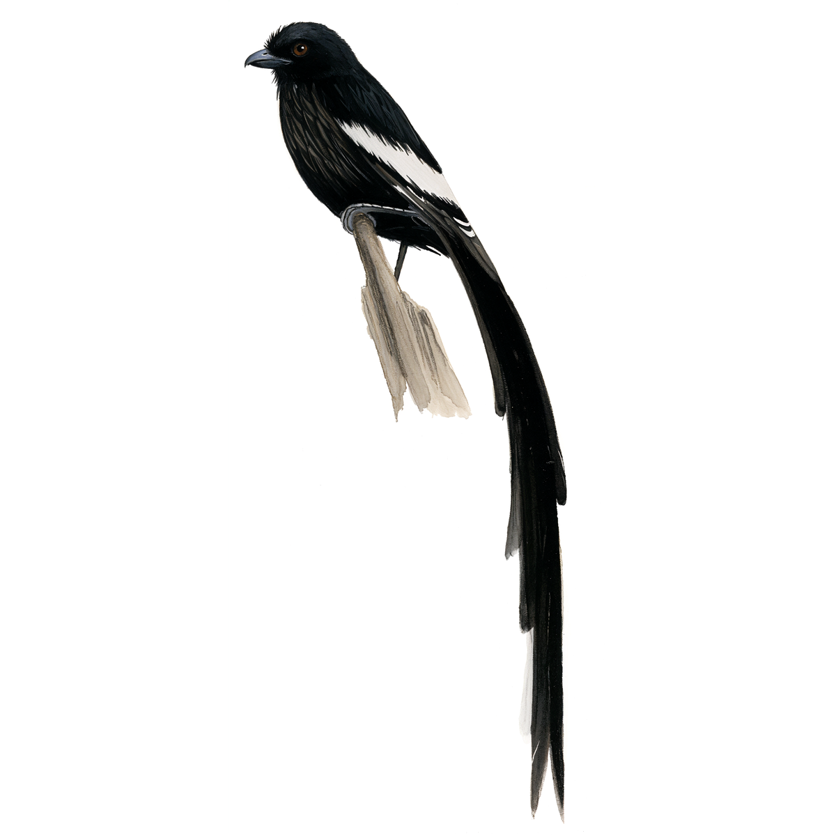 Magpie Shrike
