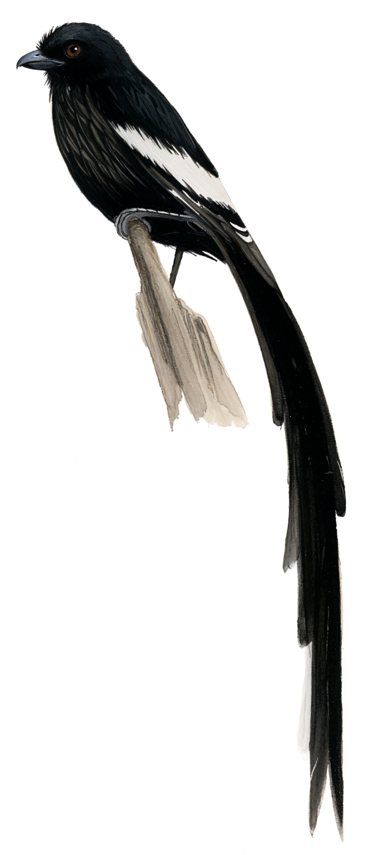 Magpie Shrike AI