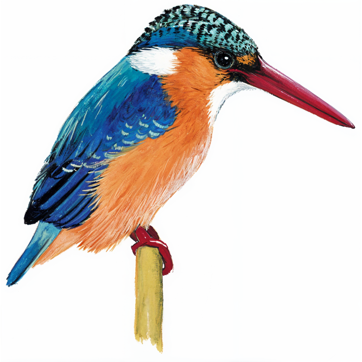 Malachite Kingfisher