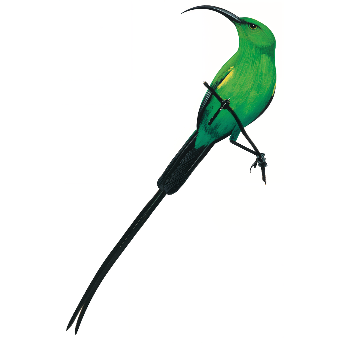 Malachite Sunbird Male