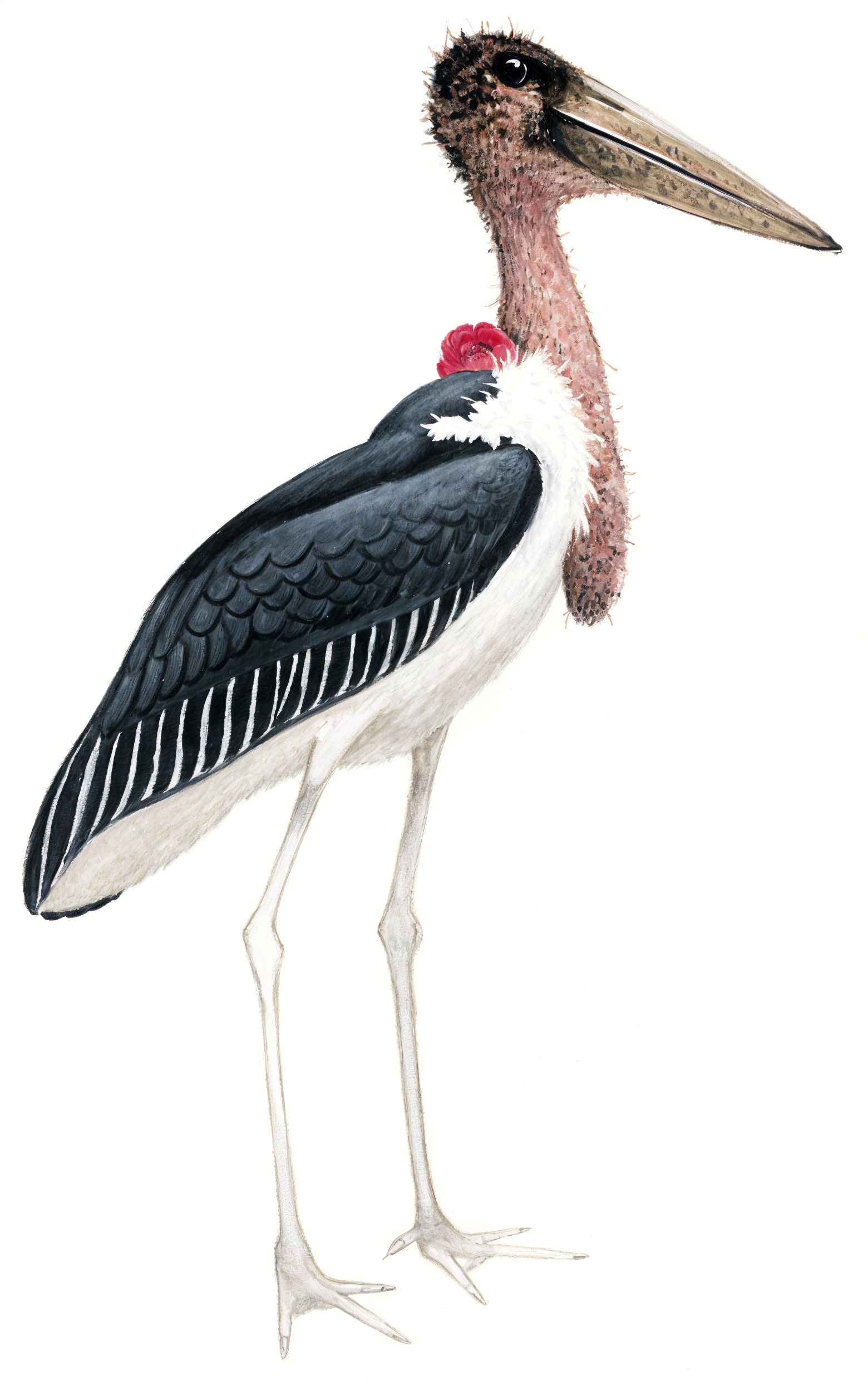 Marabou Stork AI