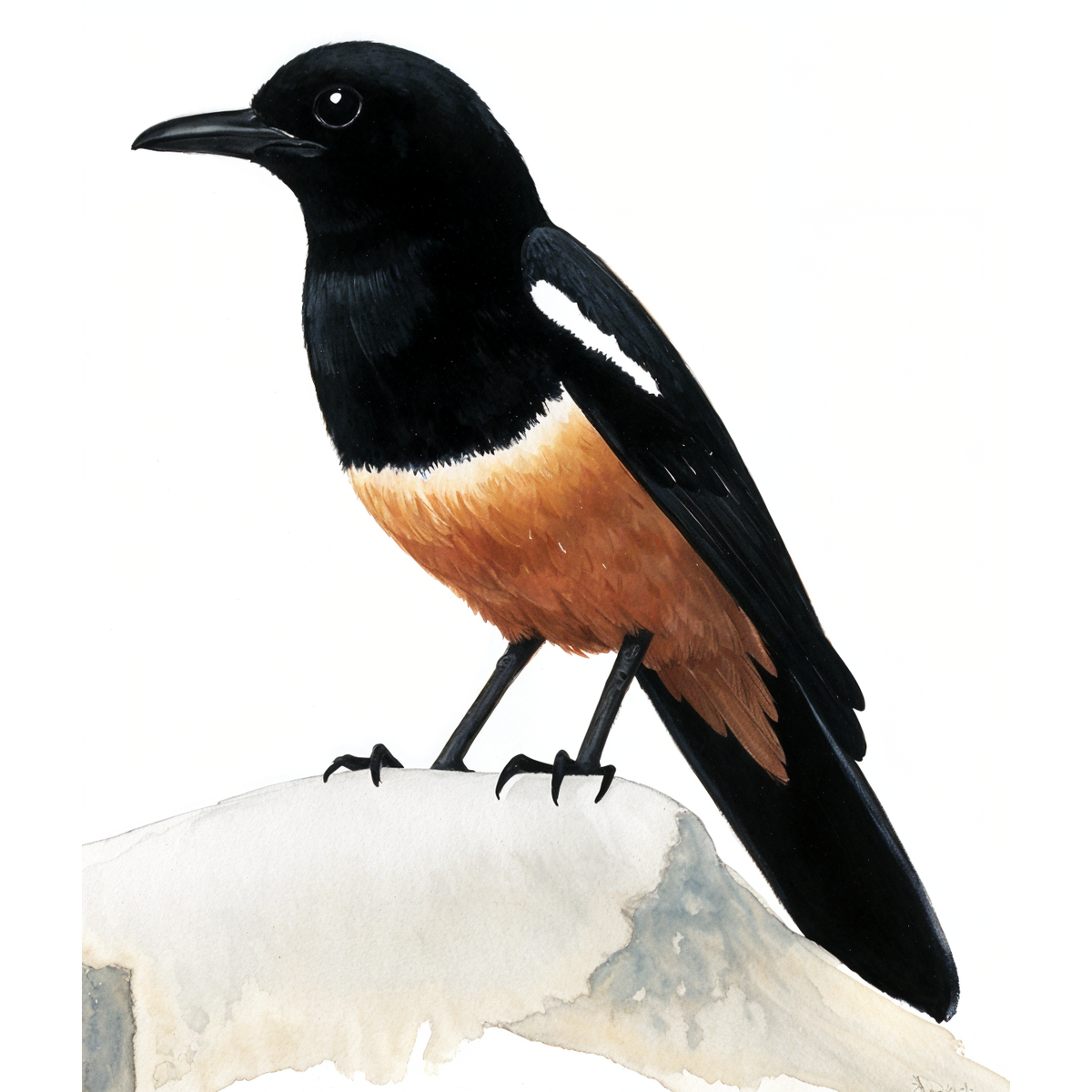 Mocking Cliff Chat