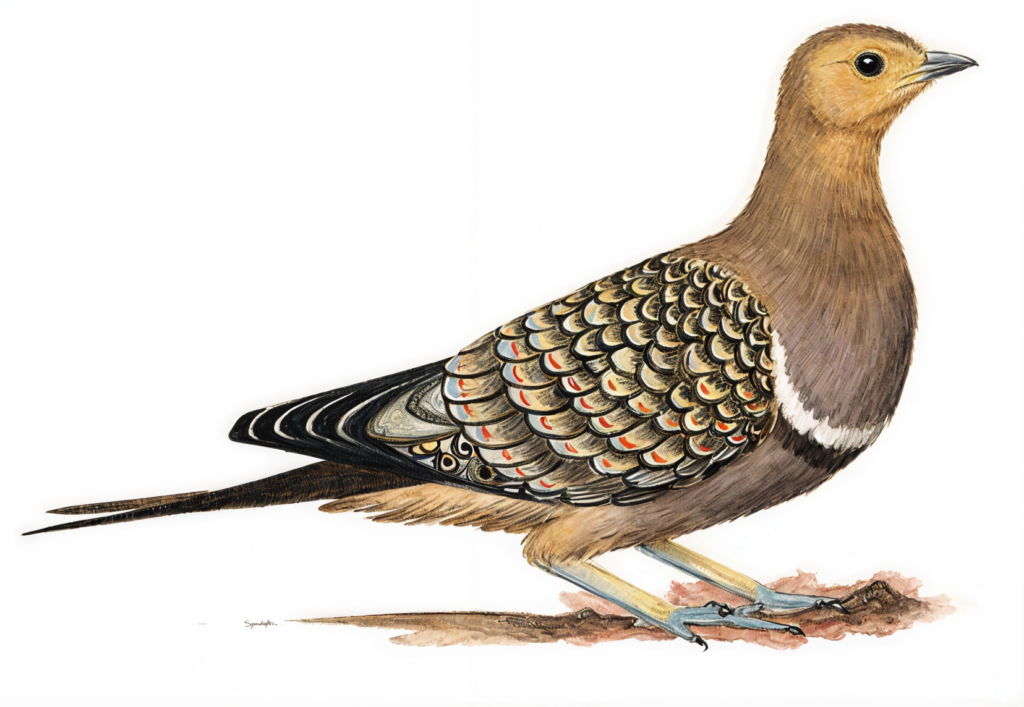 Namaqua Sandgrouse Newman's birds