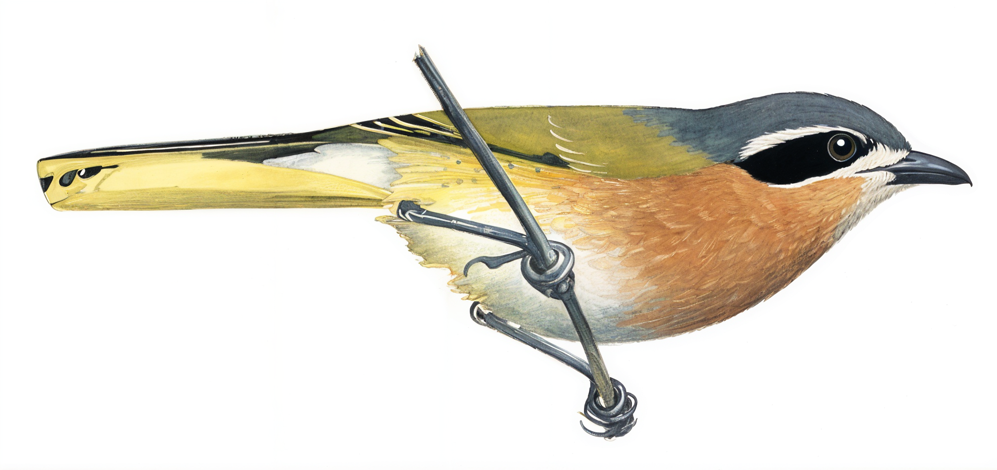 Olive Bushshrike Newman's Birds