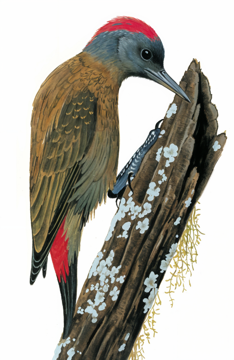 Olive Woodpecker AI