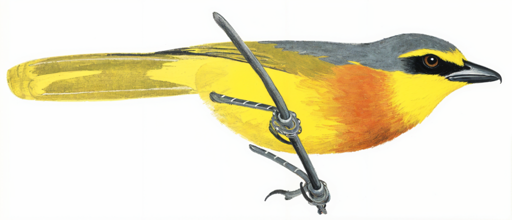 Orange breasted Bushshrike AI