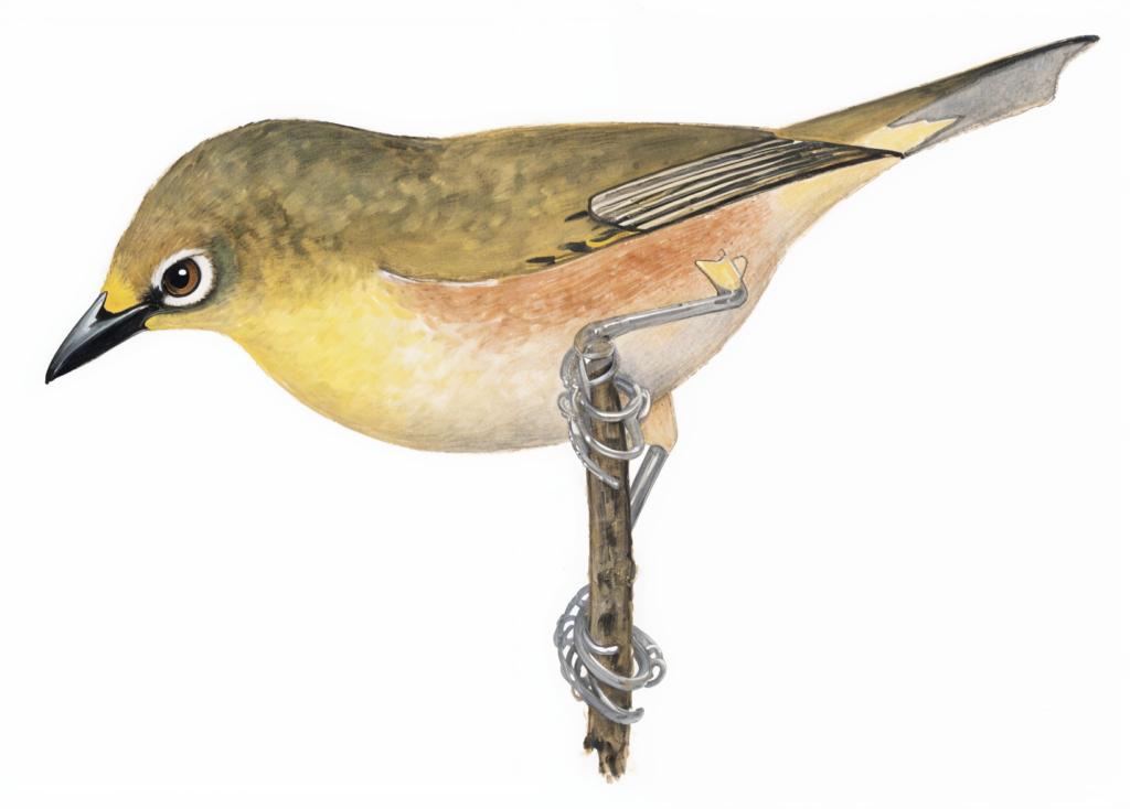 Orange river White eye AI