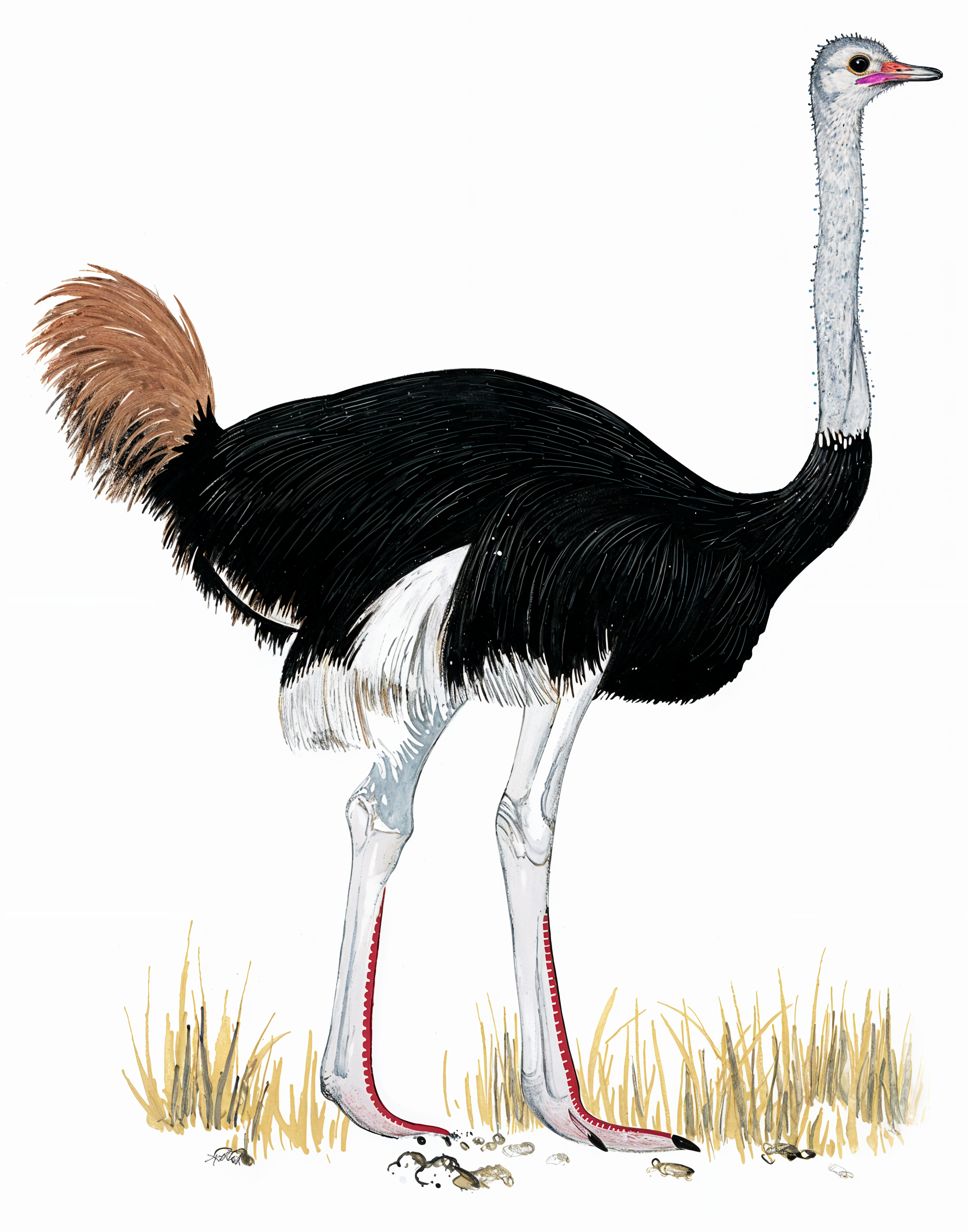 Ostrich AI