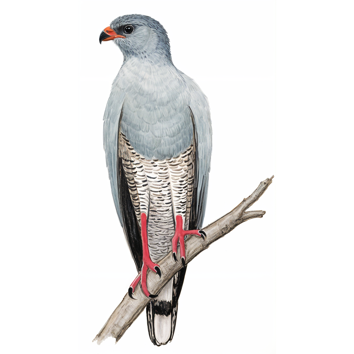 Pale Chanting Goshawk