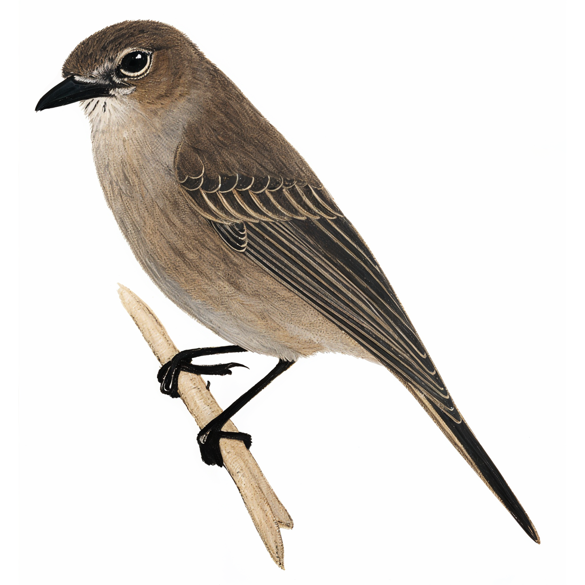 Pale Flychacher