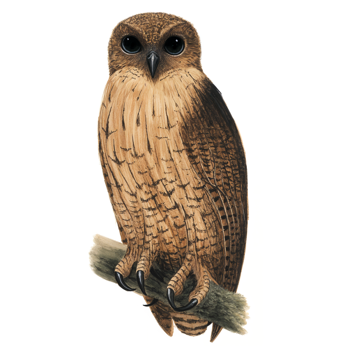 Pel's Fishing Owl