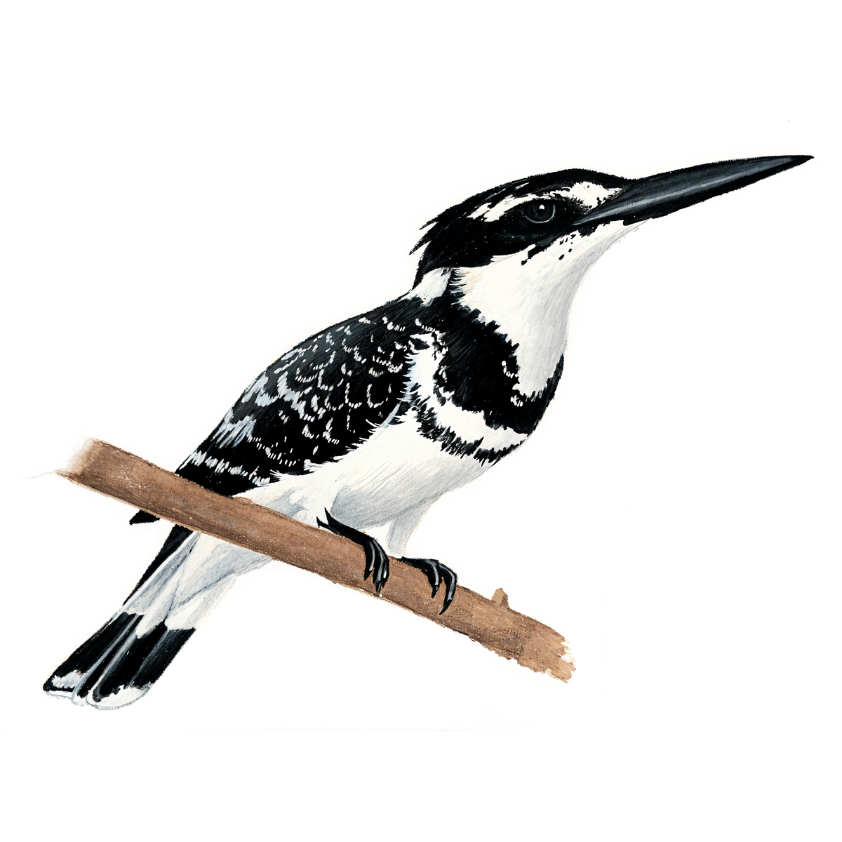 Pied Kingfisher