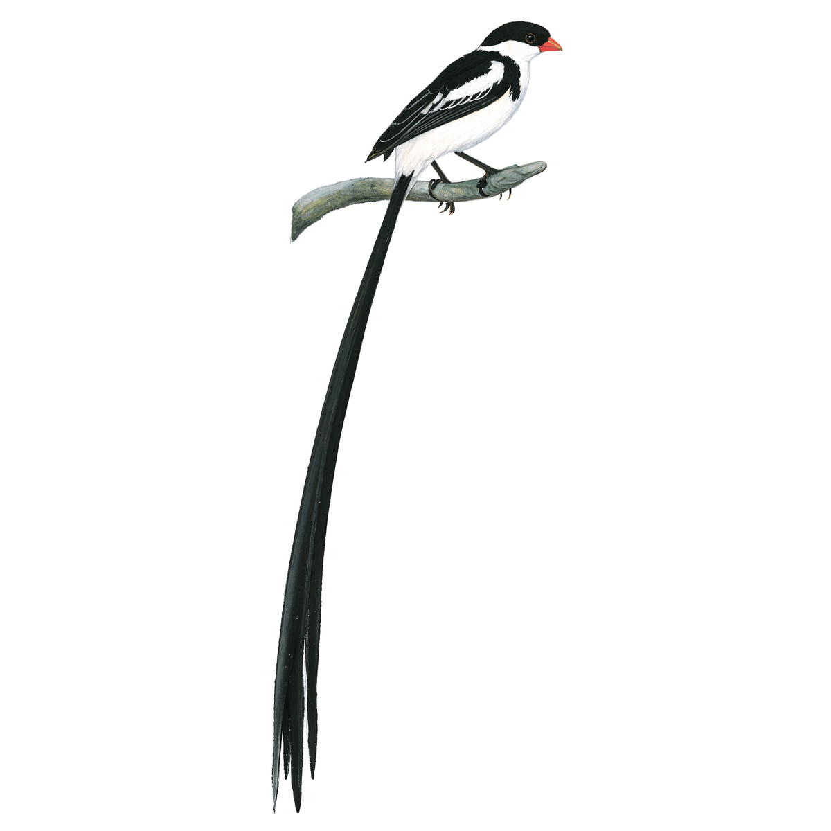 Pin-tailed Whydah