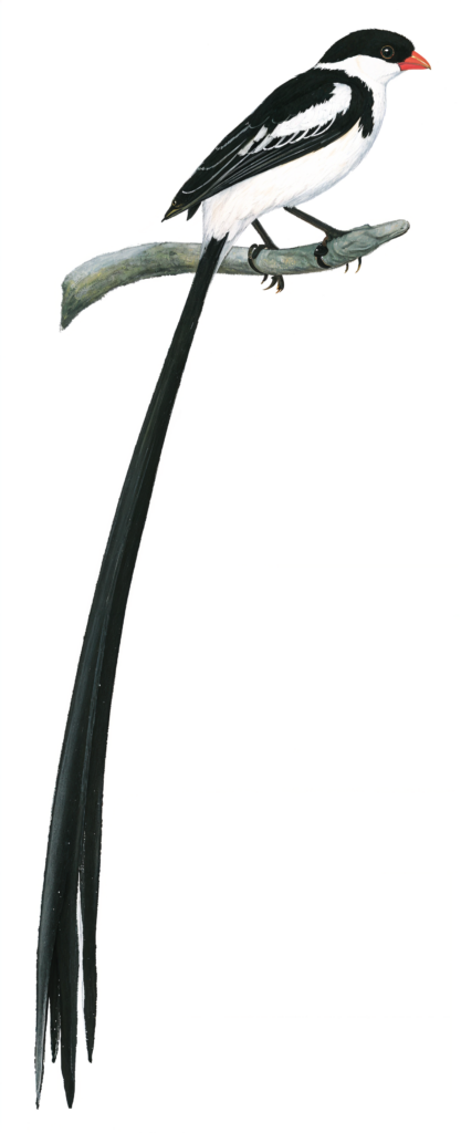 Pin tailed Whydah AI