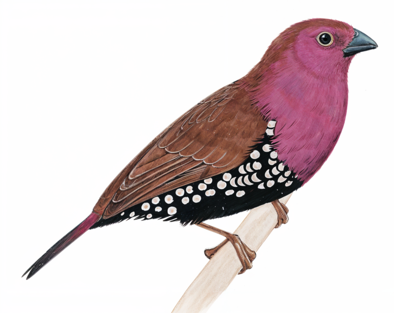 Pink throated Twinspot Newman's birds