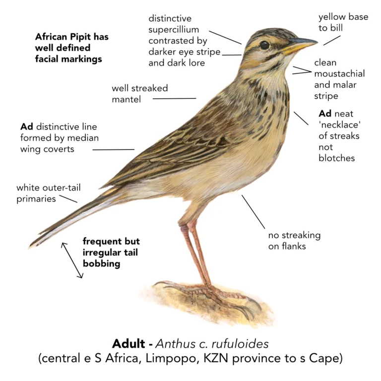 African Pipit