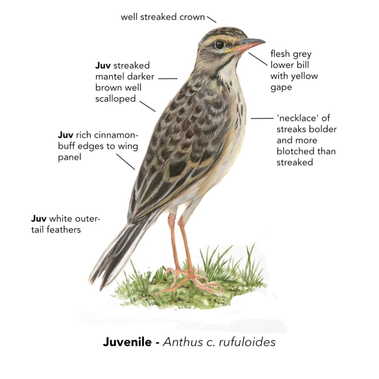 African Pipit